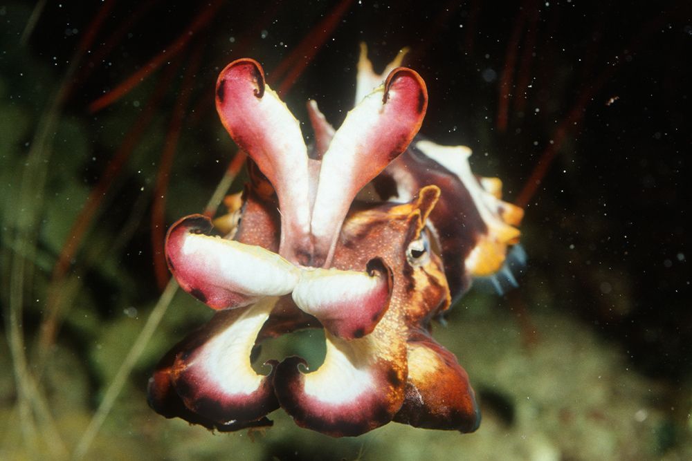 From Tiny Egg to Underwater Chameleon…