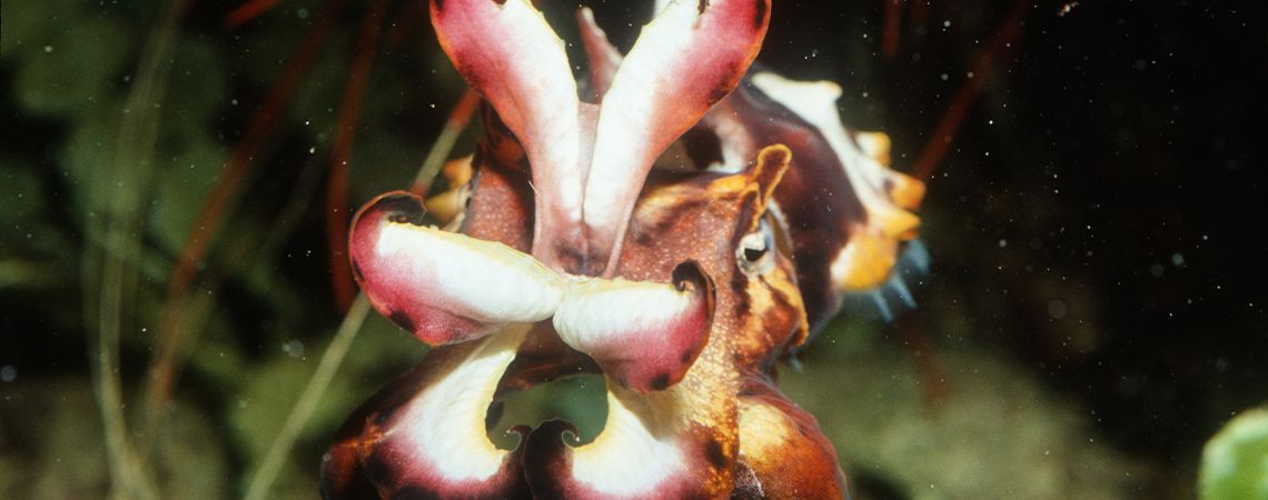 Head on Flamboyant Cuttlefish Image