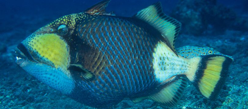 The Aggressive Titan Triggerfish off Lizard Island that then attacked a diver.