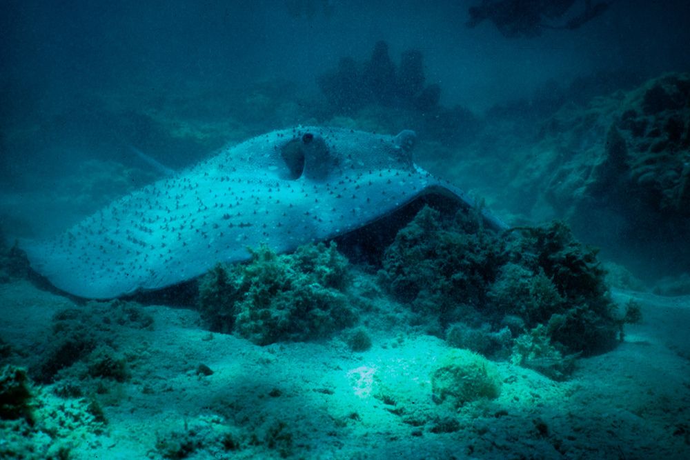 Reggie Ray Carrying Humans at Lizard Island…