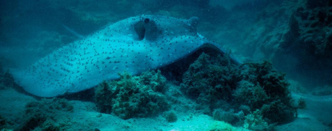 Reggie Ray Sting Ray Swimming over the Reef floor...