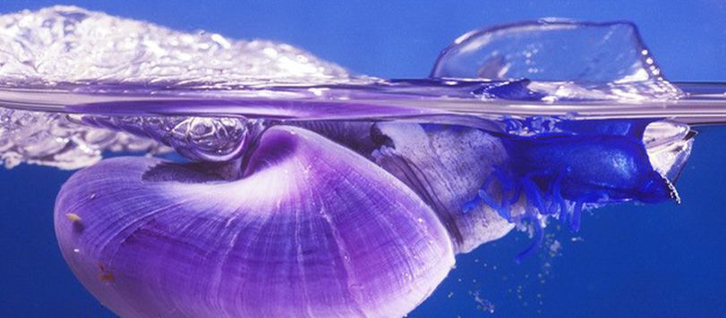 Split surface view of Janthina feeding on Velella.