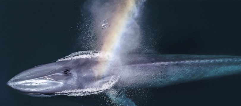Snot Bot drone above whale, with Rainbow in the foreground.