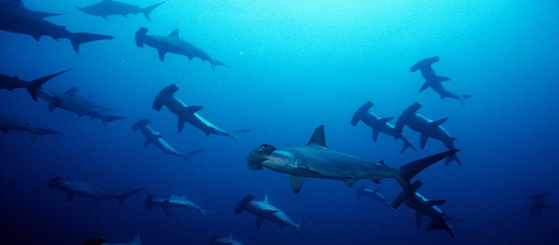 Hammerhead Shark Swarm Facing Left