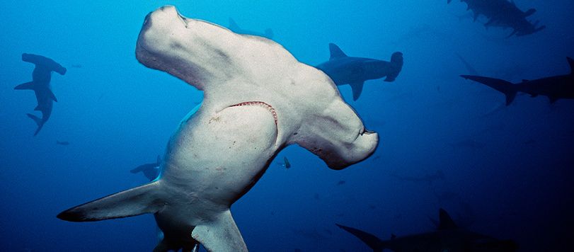 Individual Hammerhead Shark with Swarm Backdrop