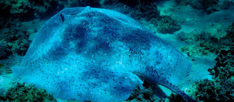 Reggie Ray Sting Ray Feeding through the Sand at Lizard Island Research Station.