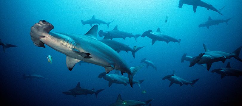 Hammerhead Shark Swarm Image by Howard Hall Productions