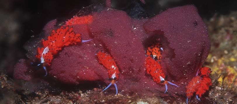 A Number of Nudibranchs feeding on the Eggs of a Hexabranchus Nudibranch.