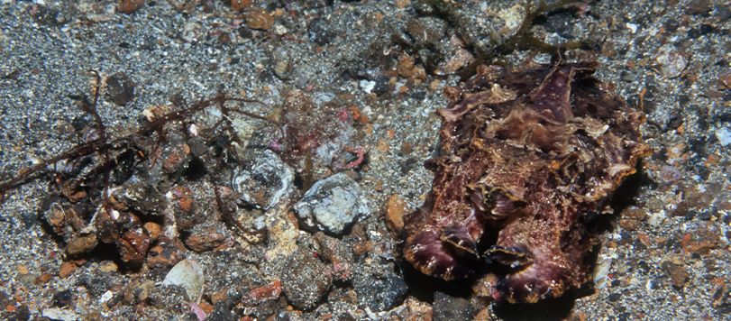 Really well camouflaged Flamboyant Cuttlefish Image.