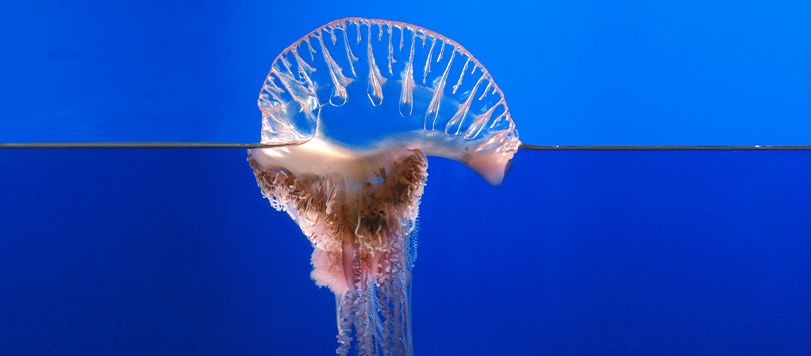 Physalia Jellyfish Split view, above and below surface.
