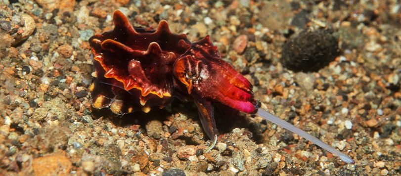 Flamboyant Cuttlefish Feeding, with Orange + Brown Colouration.