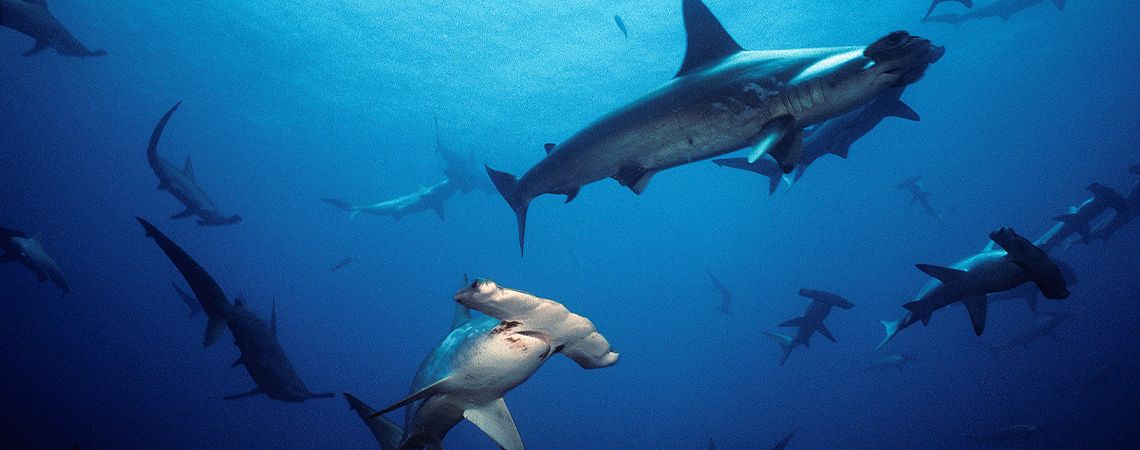 Hammerhead Shark Swarming and Swimming in Every Direction