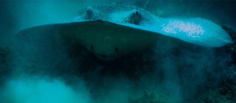 Reggie Ray, the Sting Ray feeding at Lizard Island Research Station.