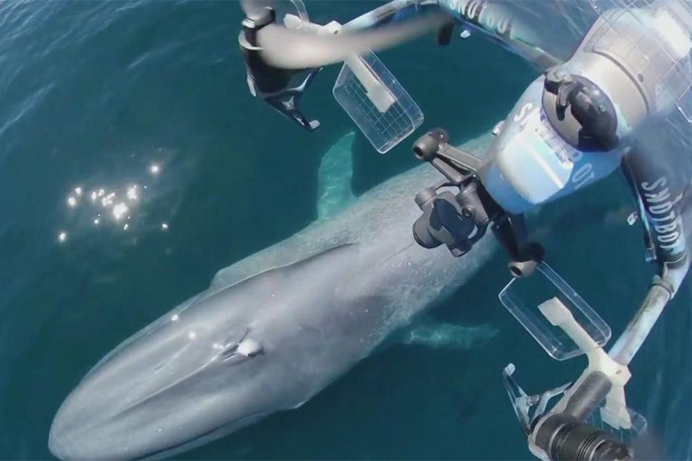 Whale Snot Catching Drones – SnotBot