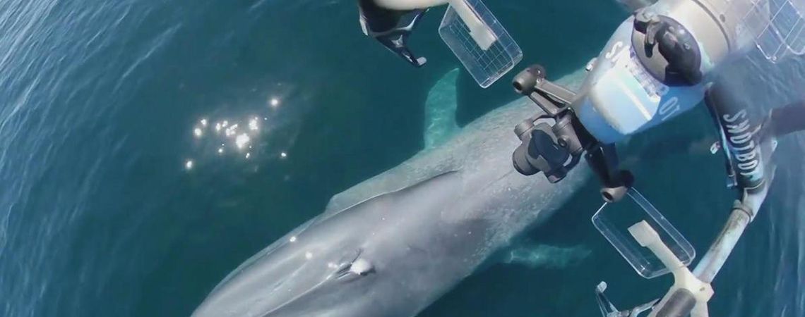 Top Shot of A Snot Bot in Action, about to collect snot from a whale in crystal clear water.