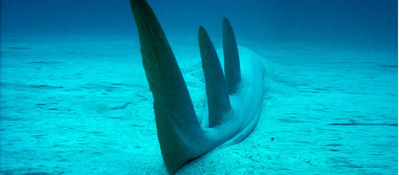 Rear shot of the Shovelnose Shark or Shovelnose Ray from Peter Parks.
