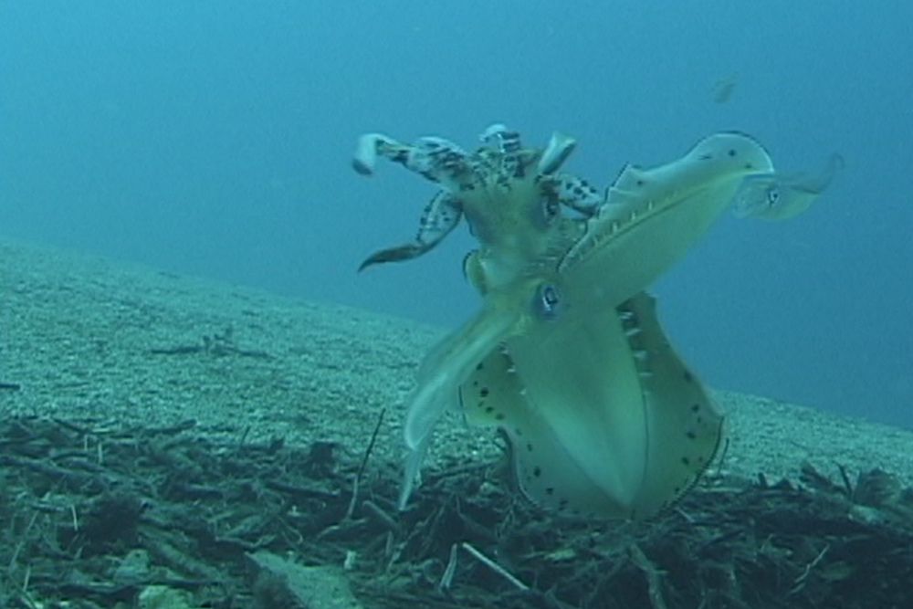 Exotic Aggression – Balloon Protecting Squid…