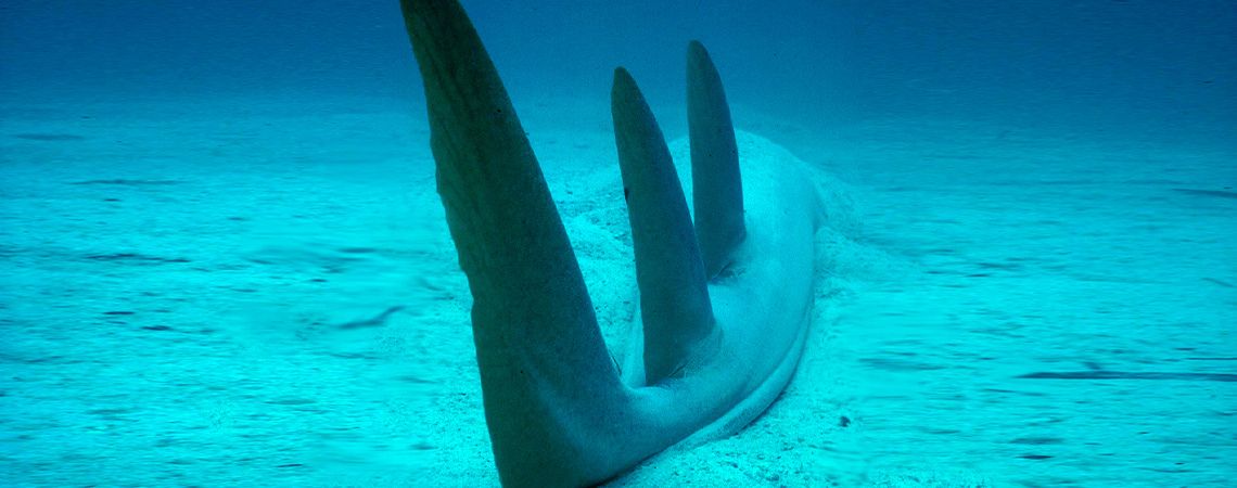Rear Wide angle of Shovel Nose Ray Shark in the Indo-Pacific Ocean.