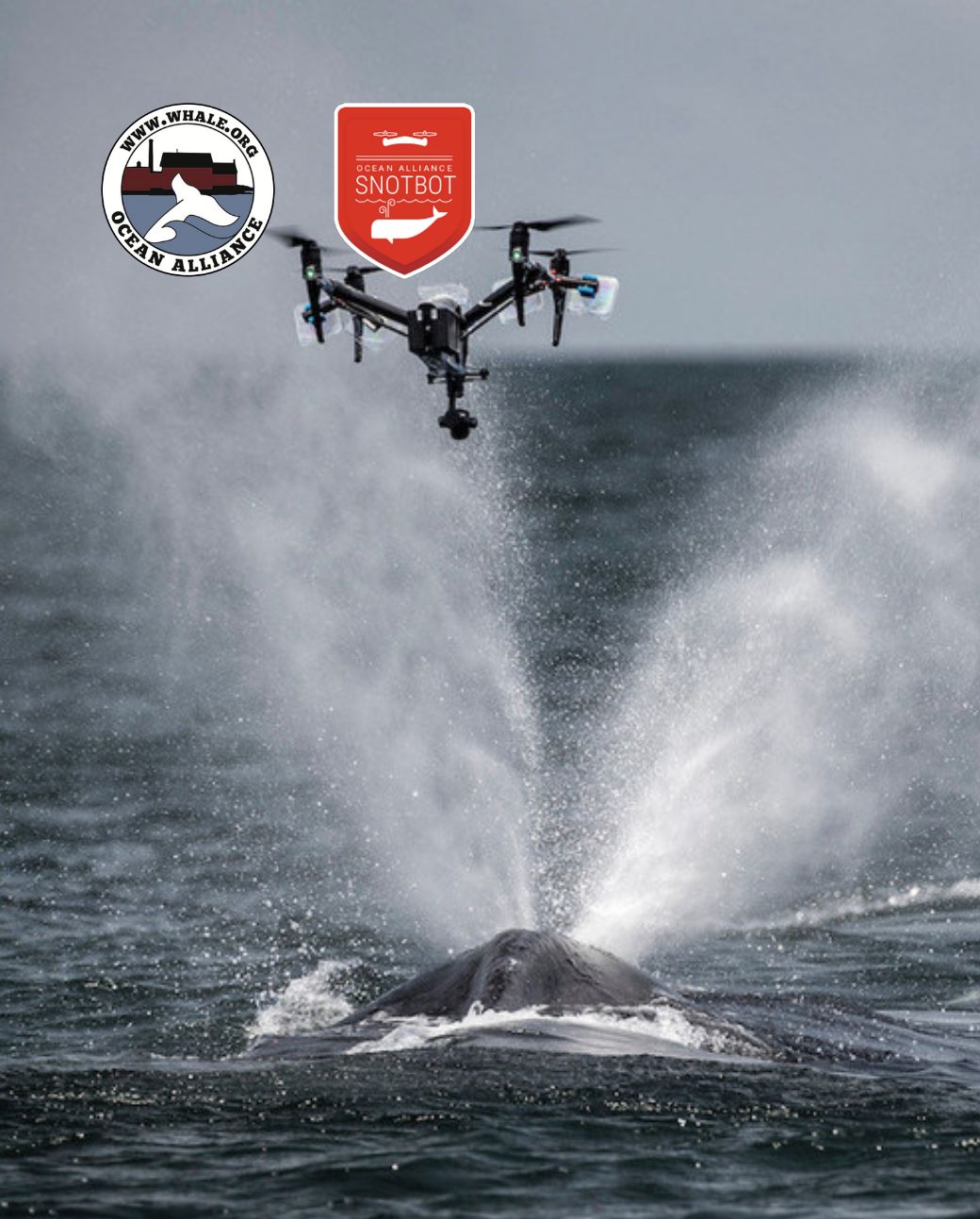 Snot Bot and Ocean Alliance