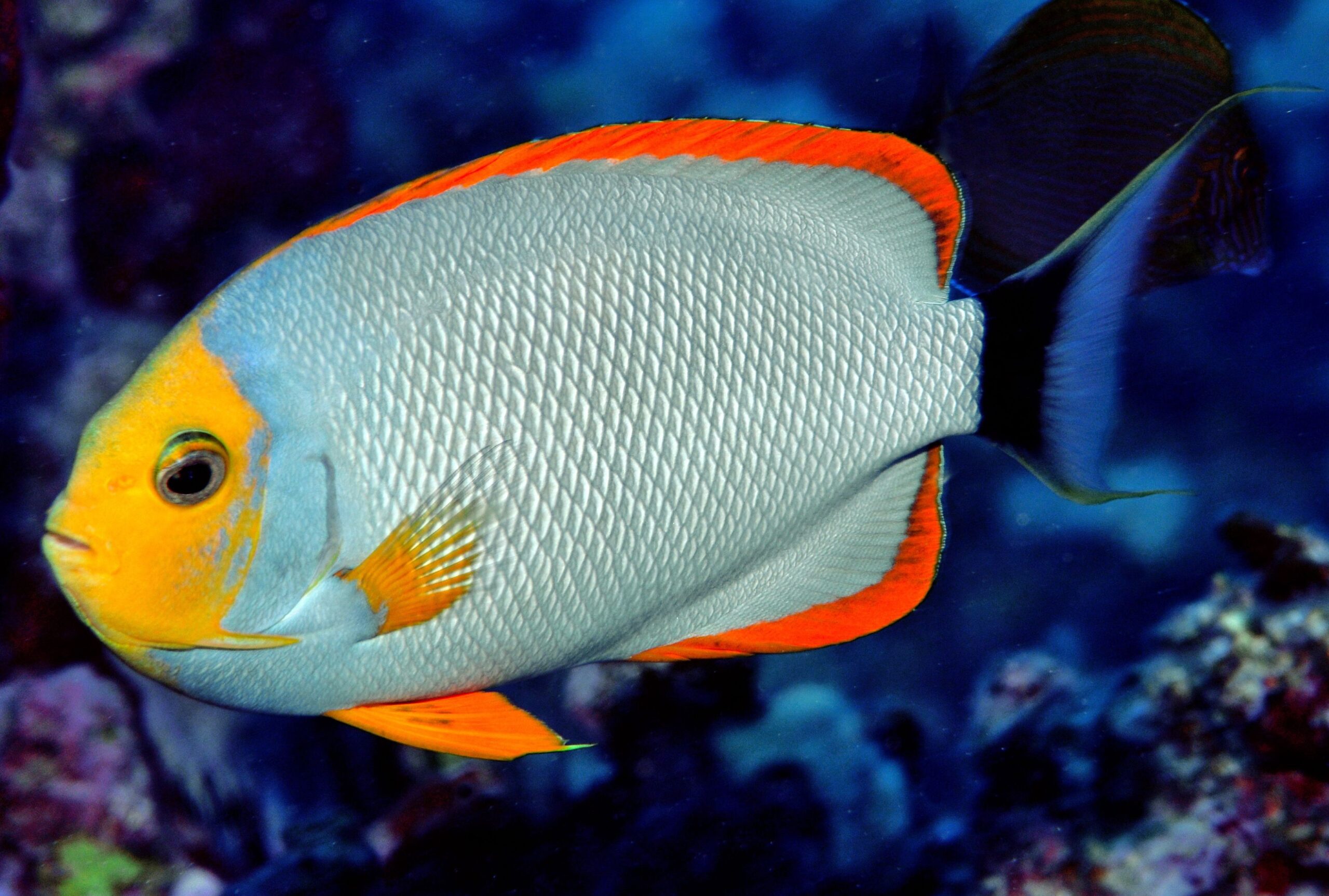 Gerry Allen Fish Image