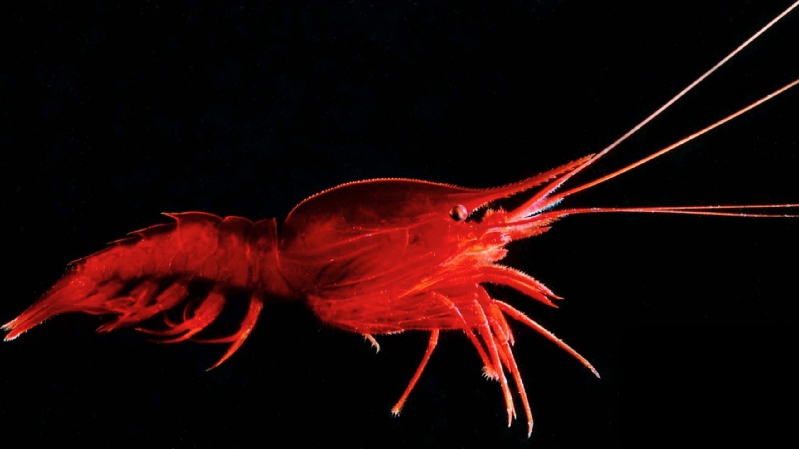 Pete Herring Image