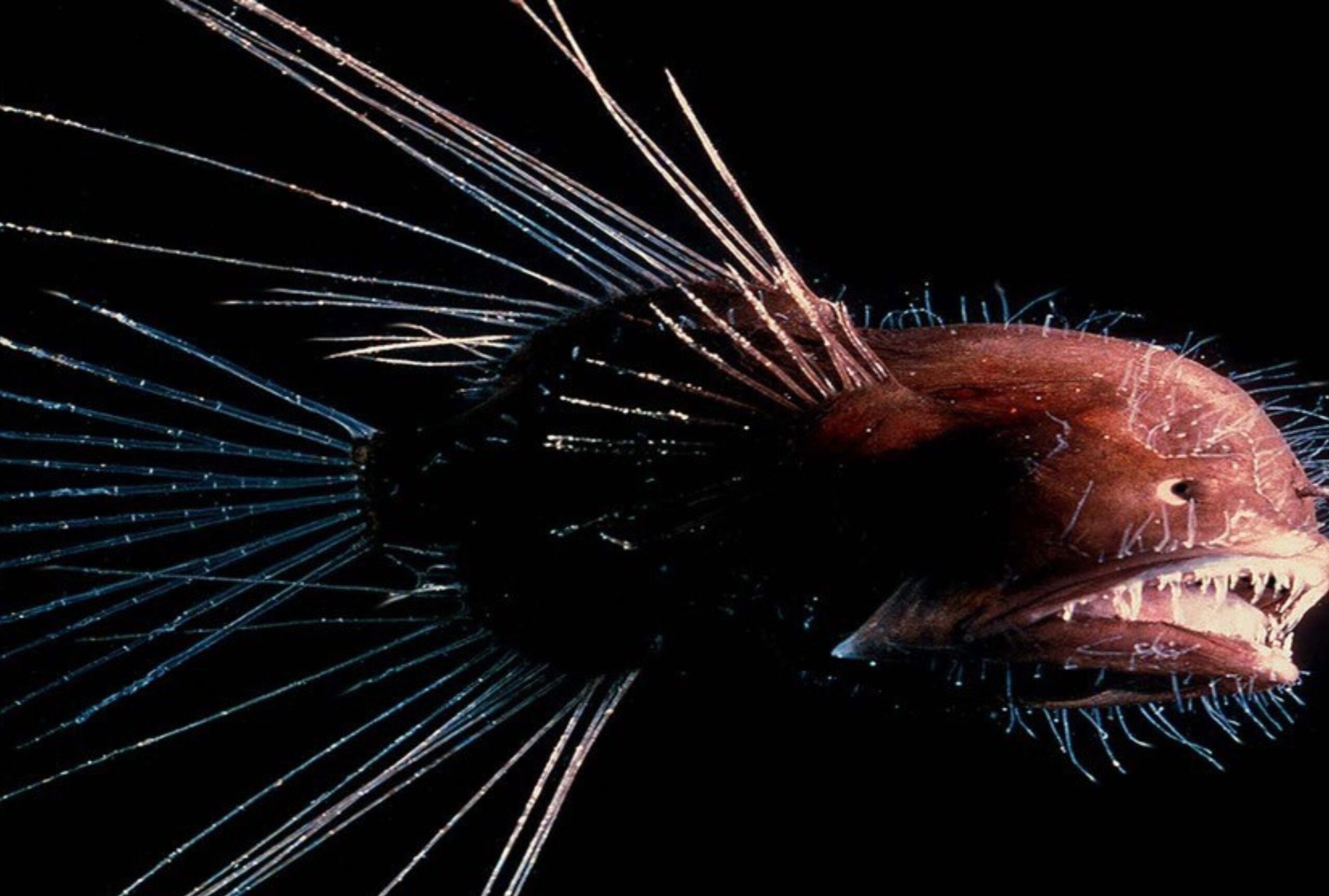 Pete Herring Deep Sea