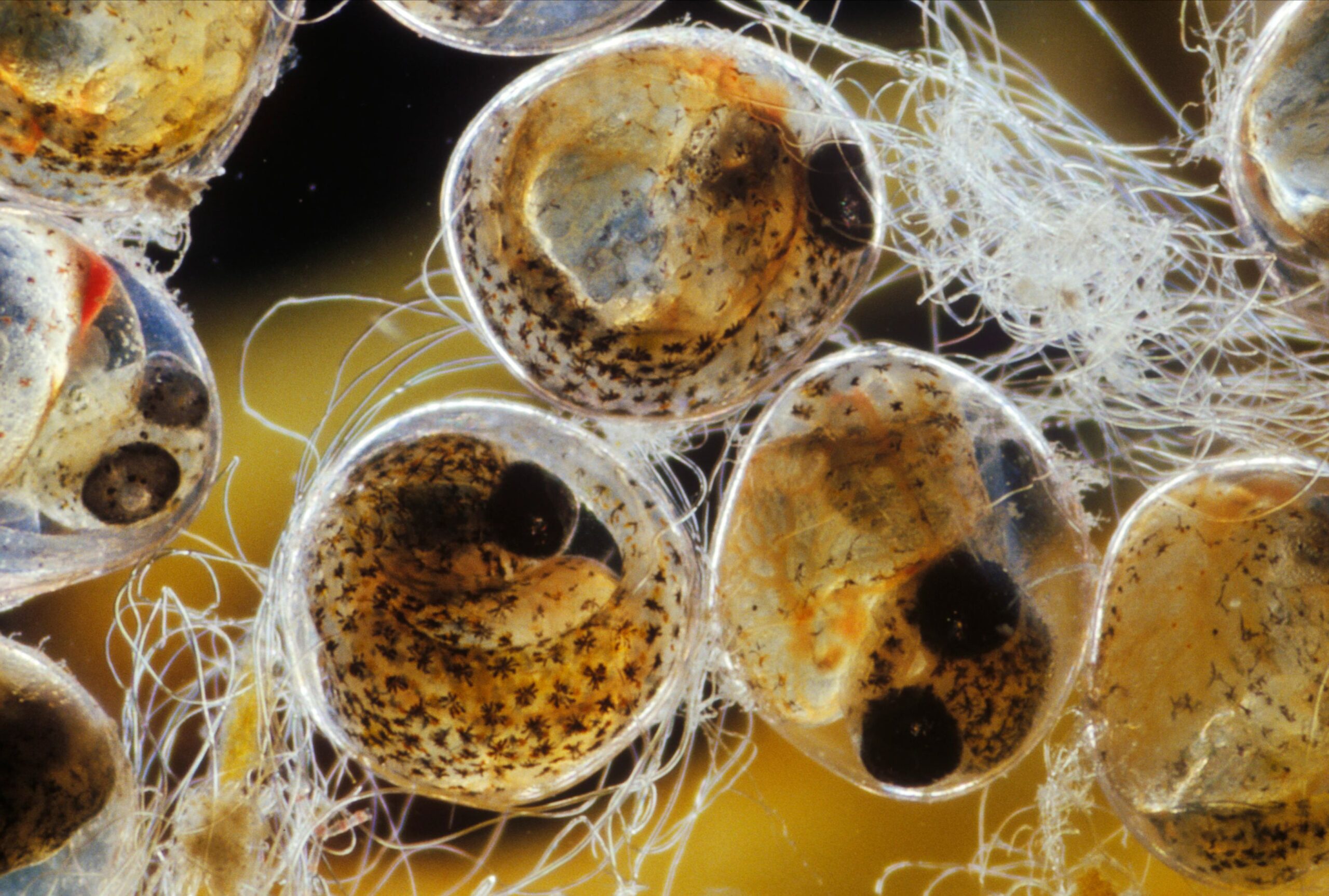 Fish Eggs Invisible Oceans