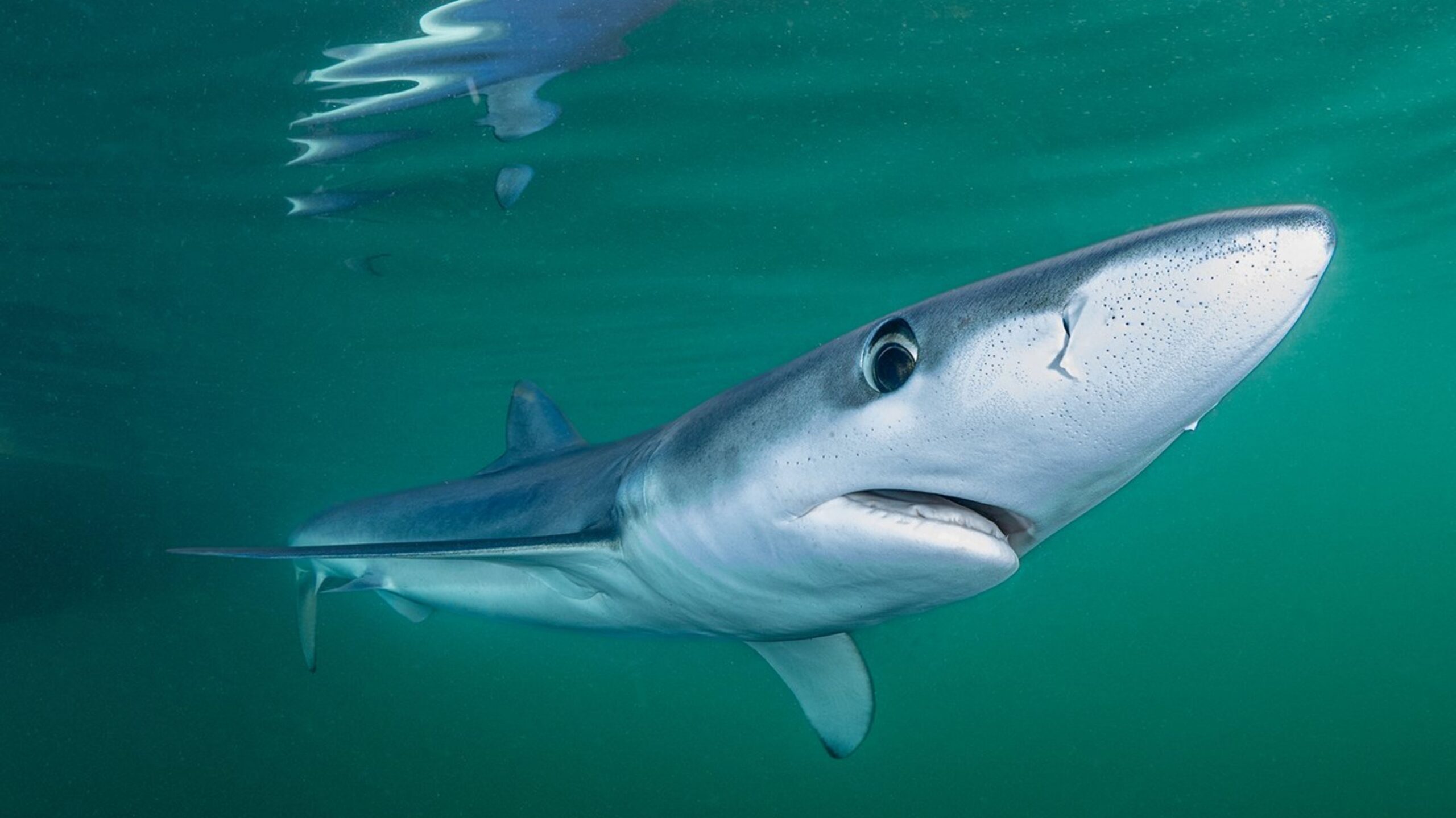 Blue Shark Facing Camera