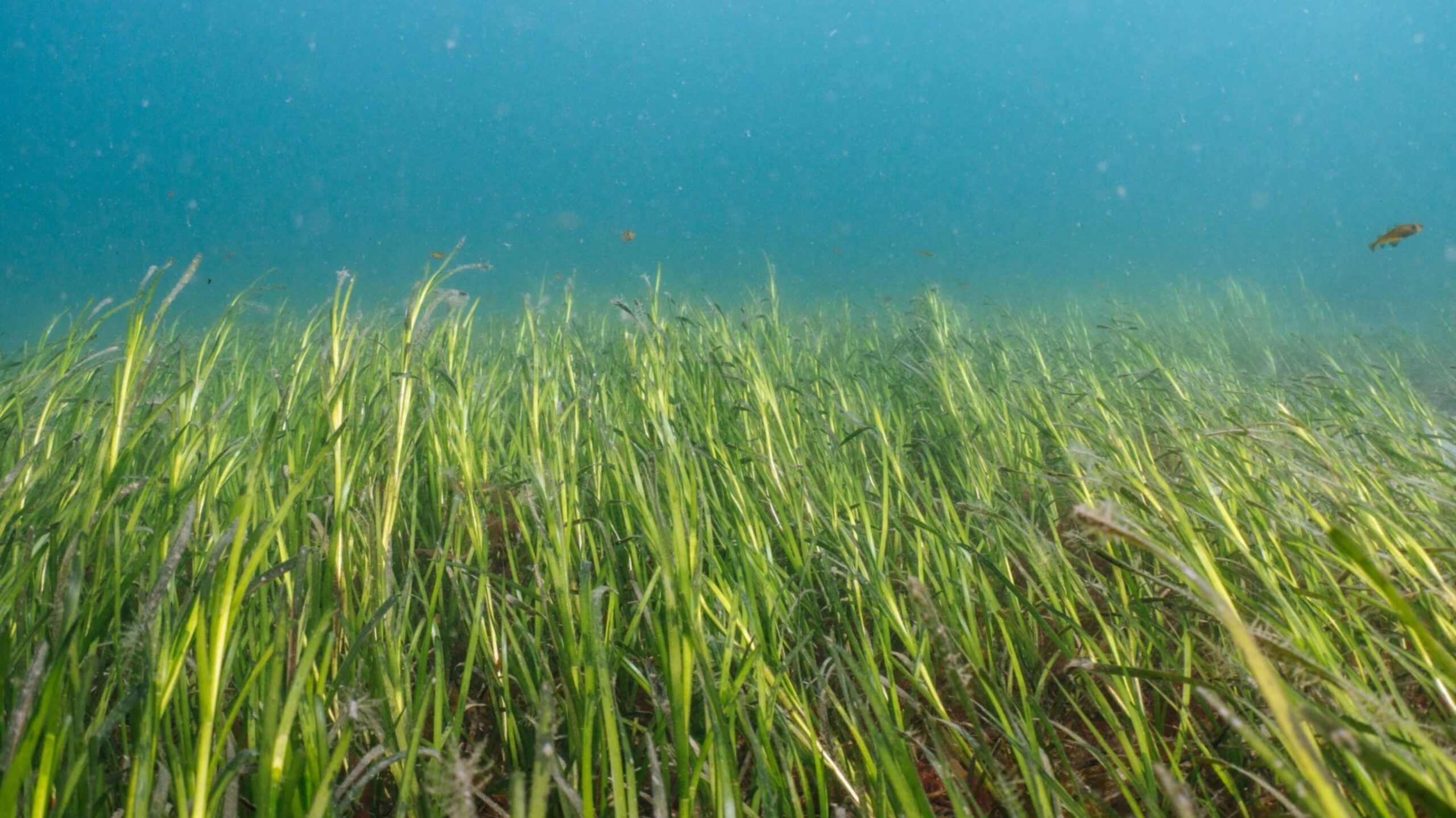 Ocean Conservation Trust
