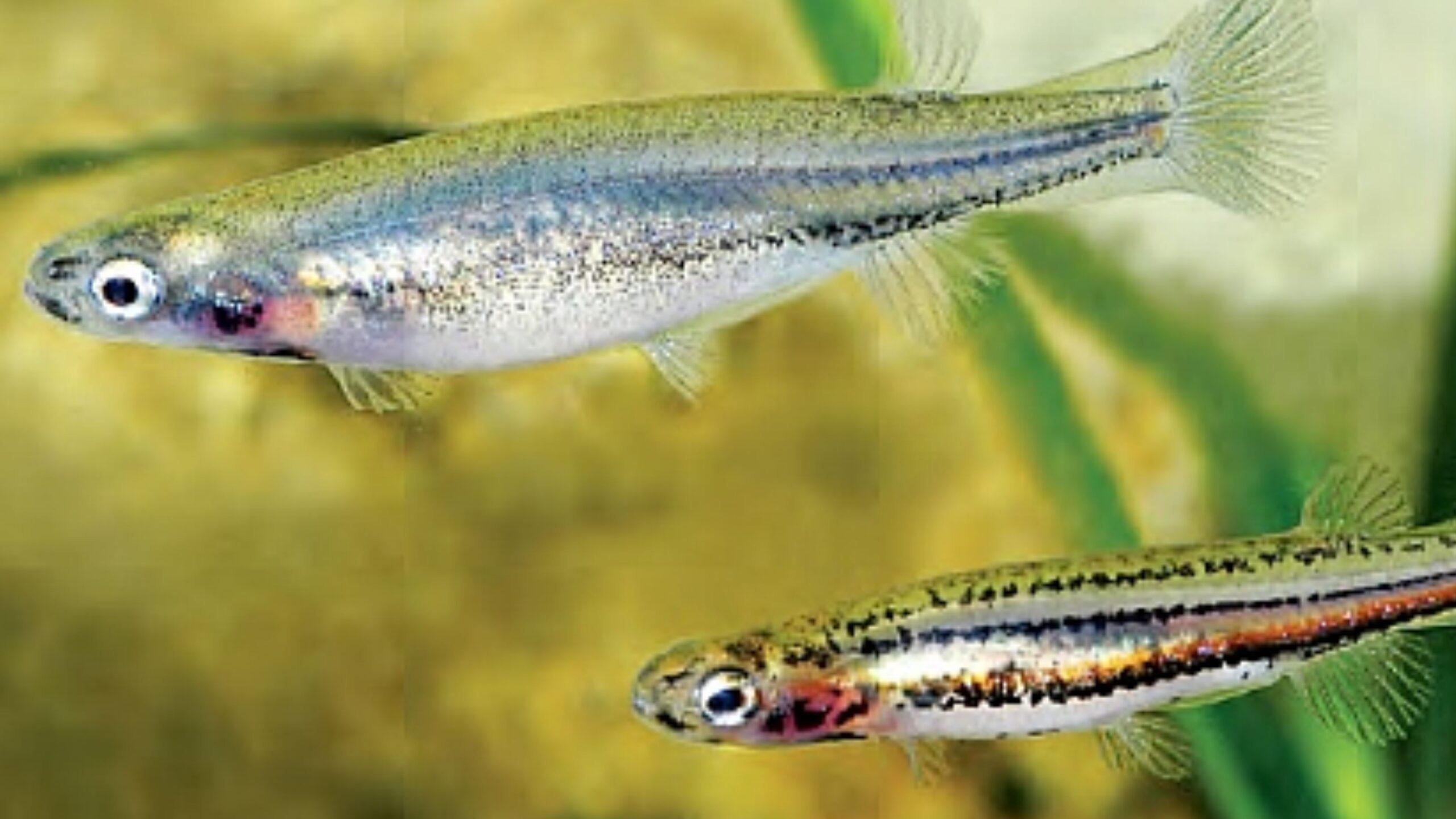 Rudie Kuiter Fish