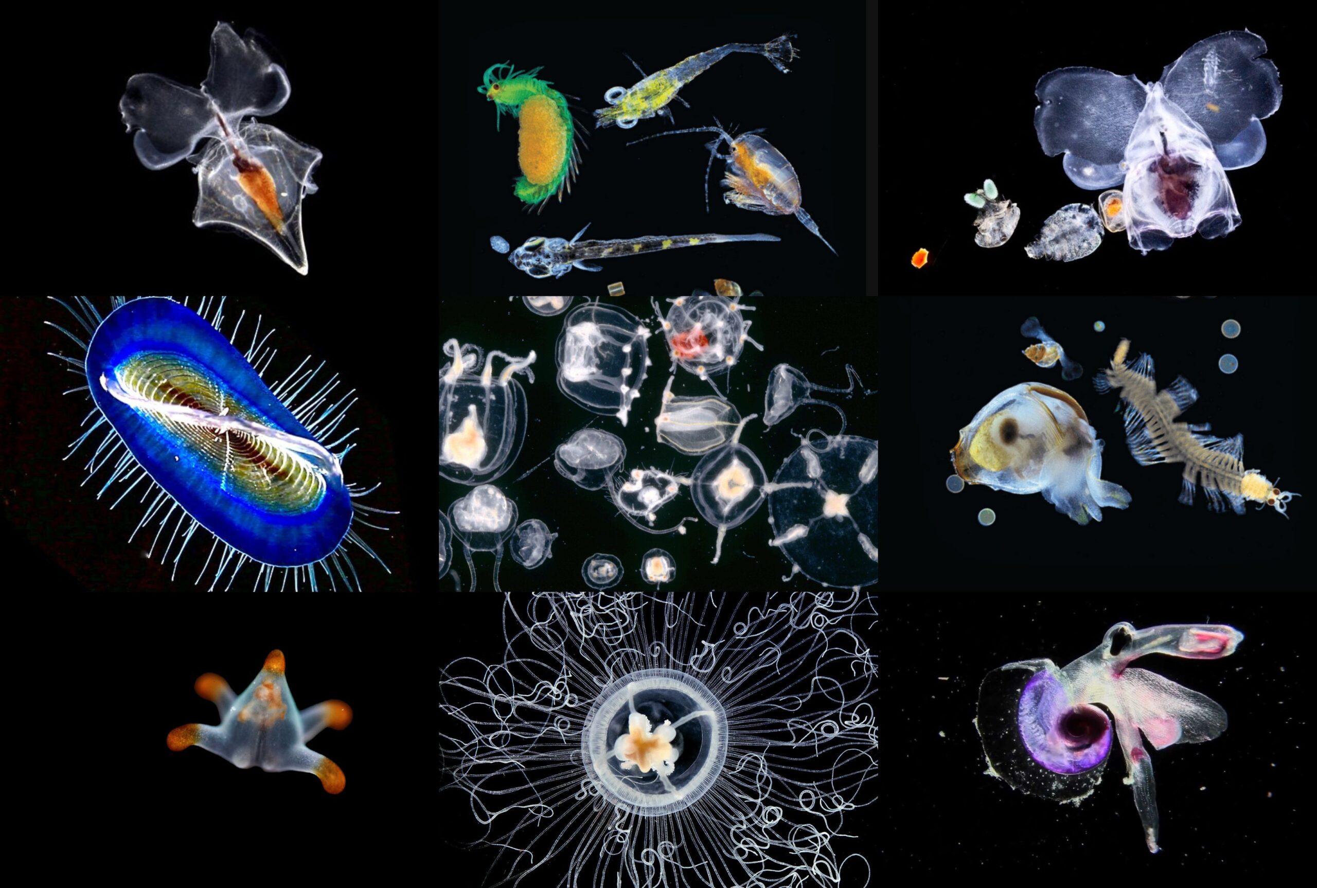 Sardet Plankton Images