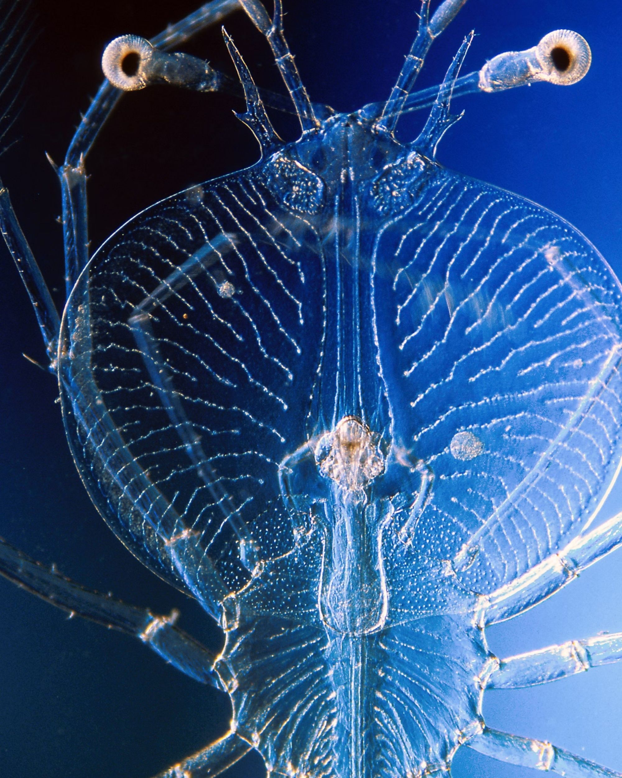 Phyllosoma Larval Image with Black/ Blue Background.