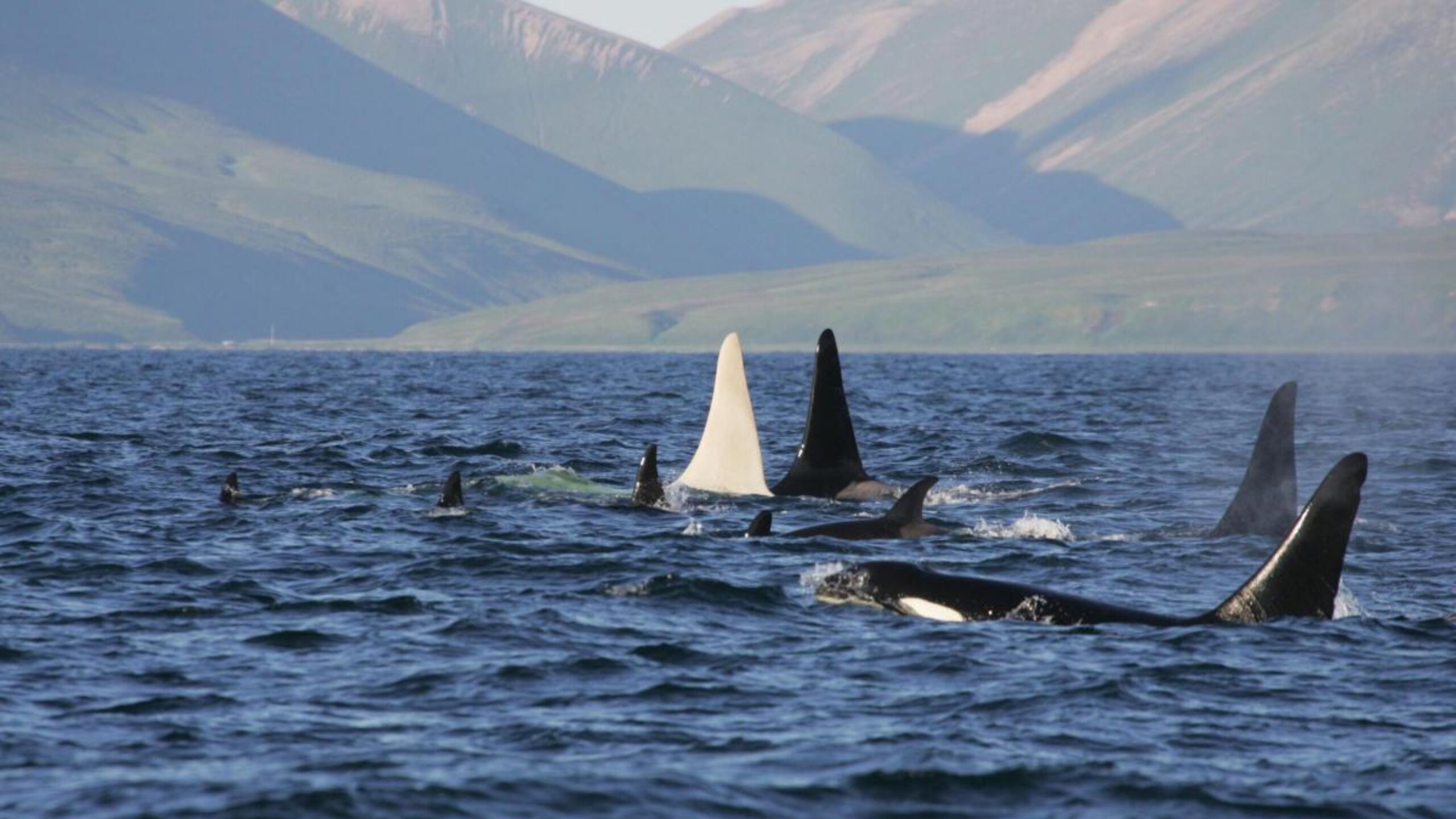 A Pod of Orca, with the Coast in the background.