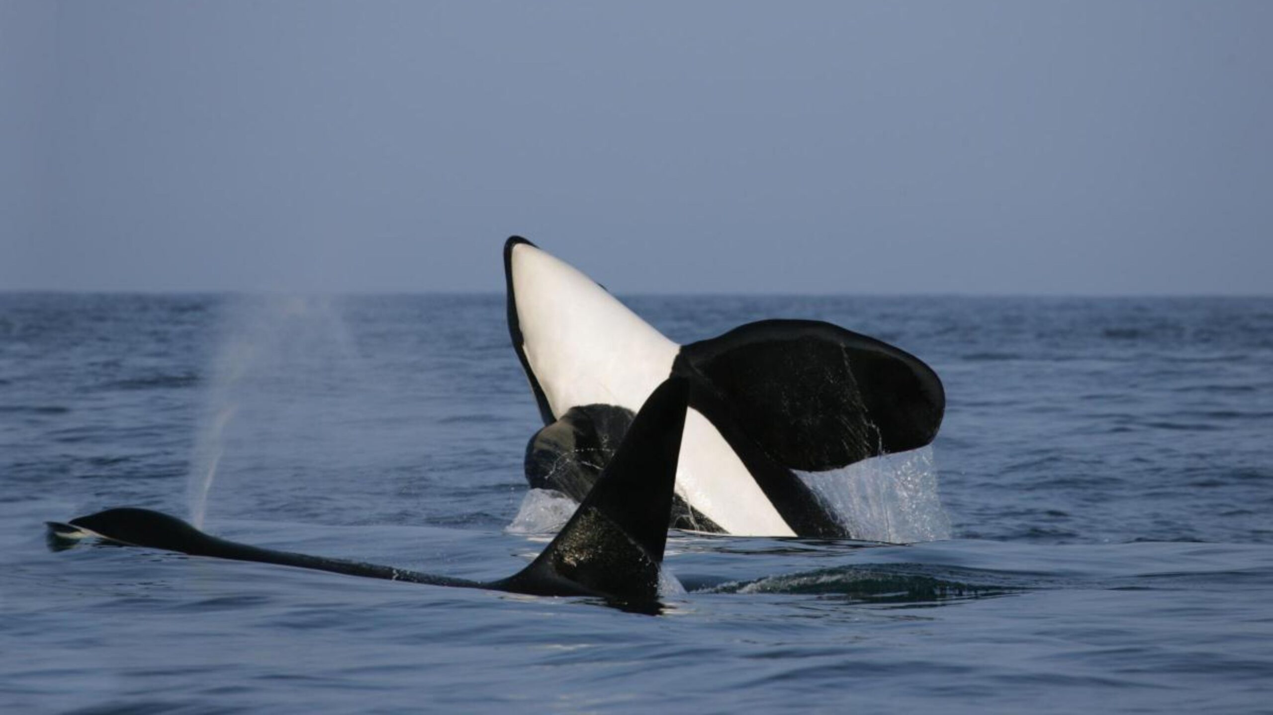 Erich Hoyt Image of Orca above the surface, next to another killer whale.
