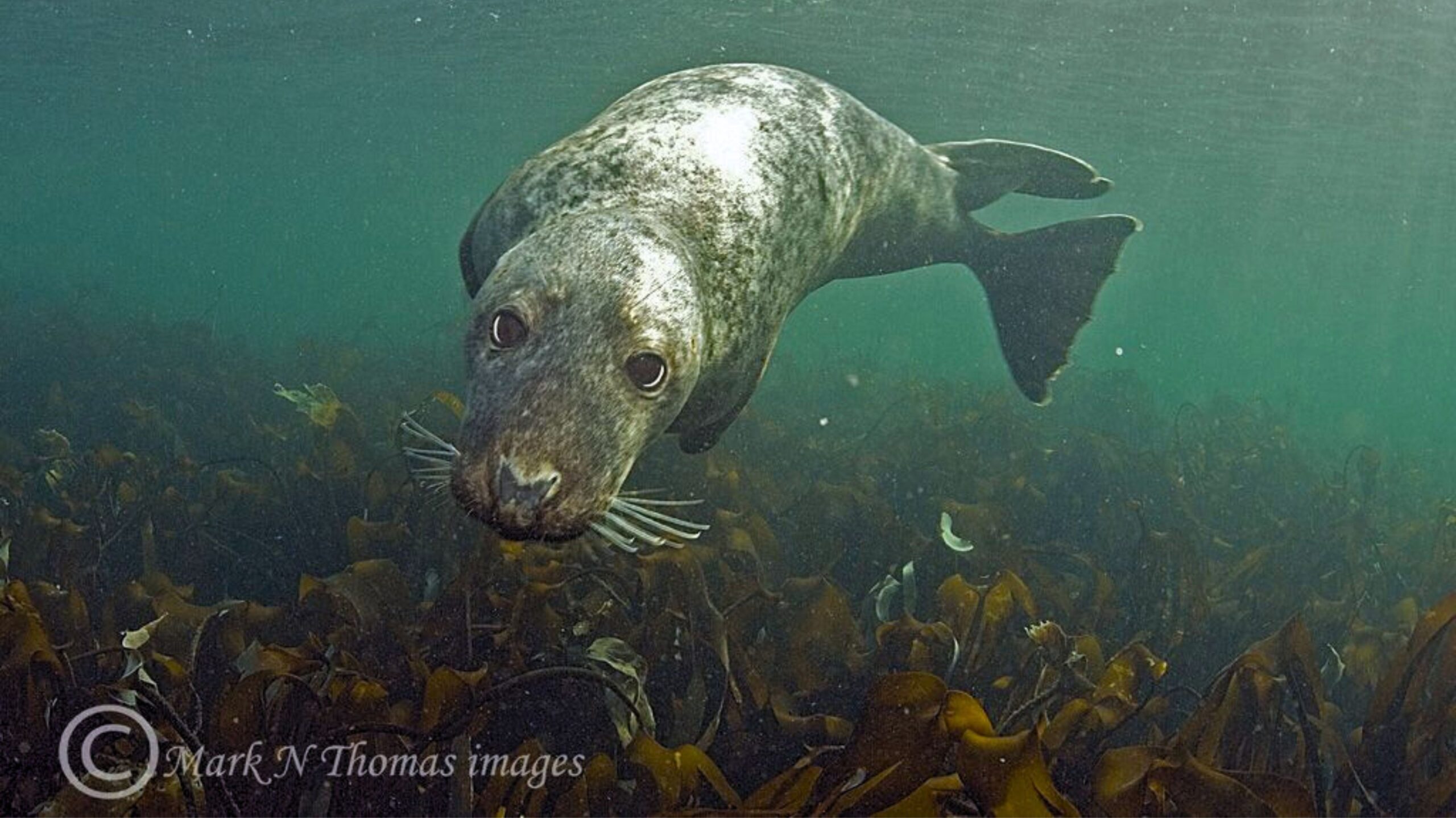 Mark Thomas' image of a seal in UK.