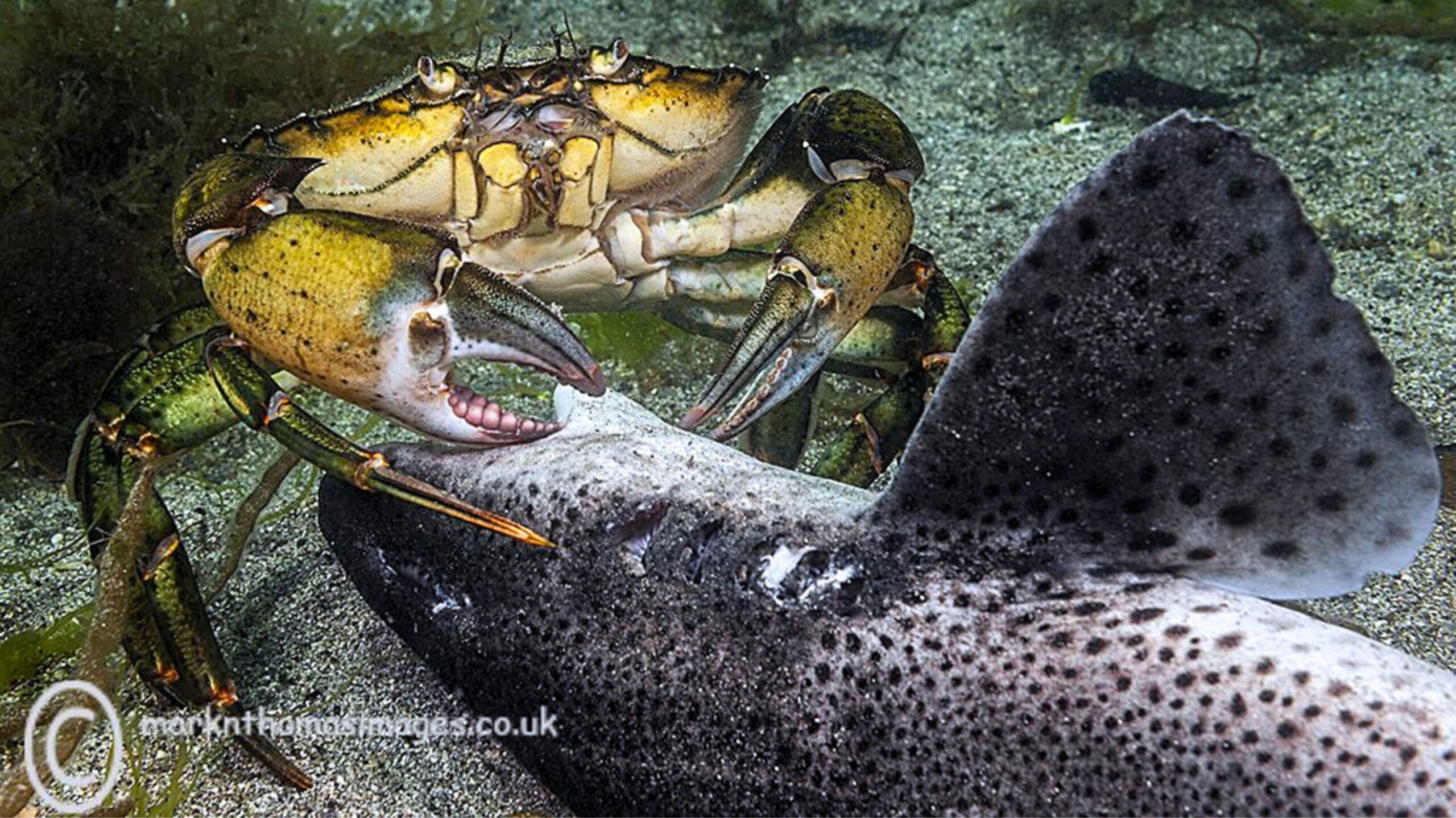 Crab eating a shark by Mark Thomas.