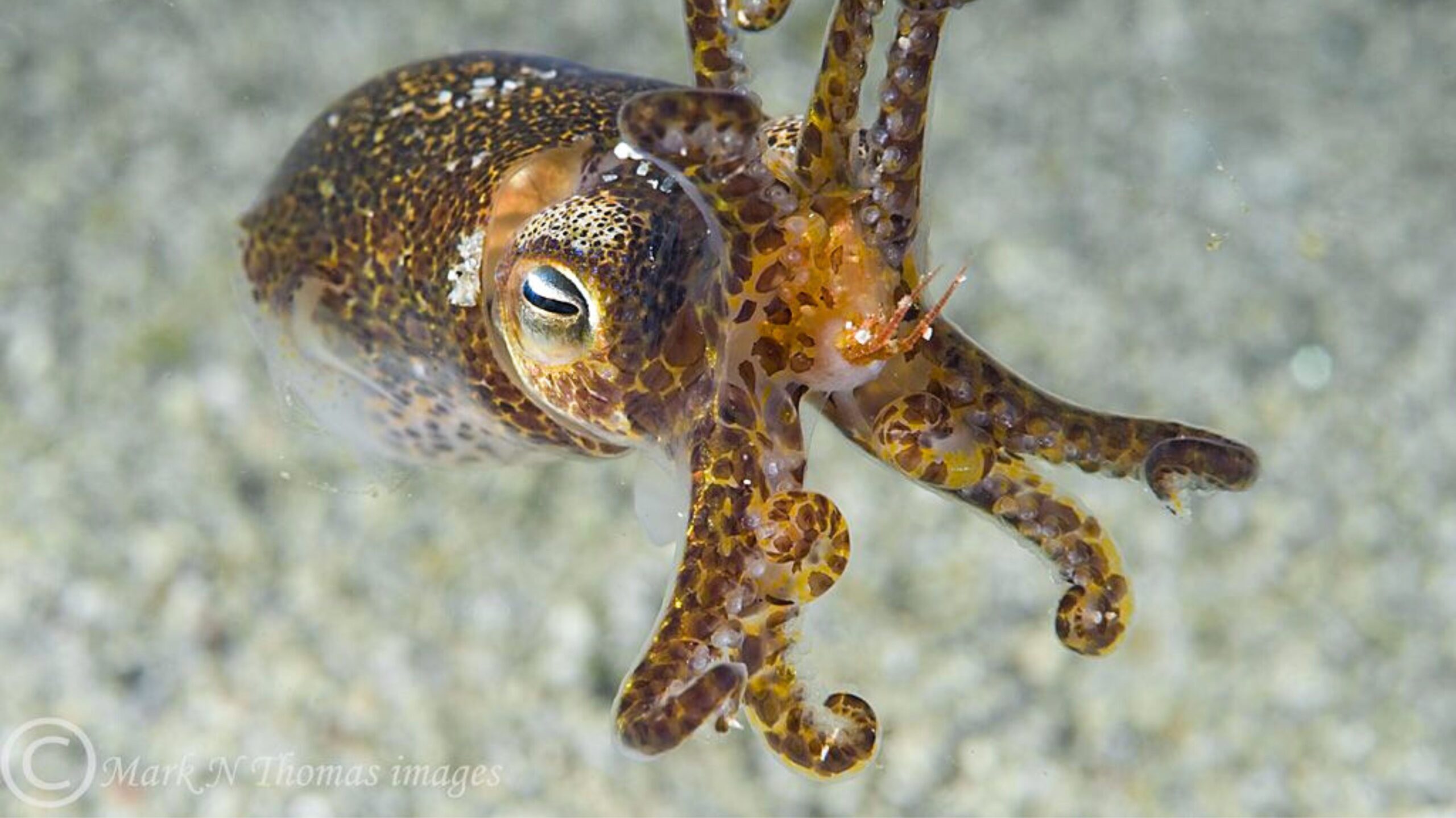 Bobtail Squid Swimming by Mark Thomas.