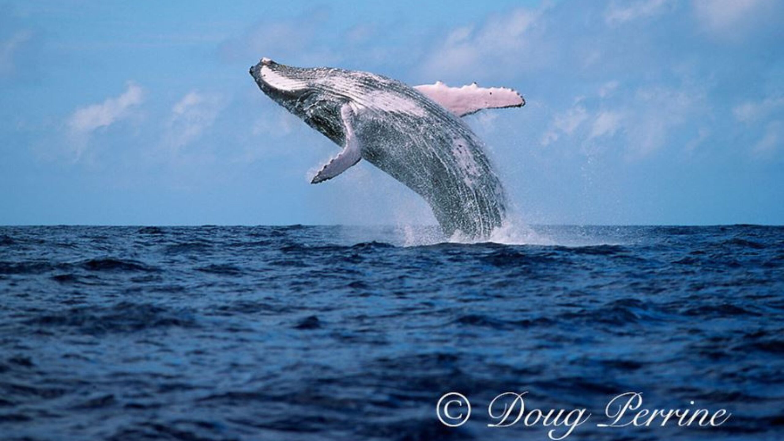 Whale Breaching by Doug Perrine.