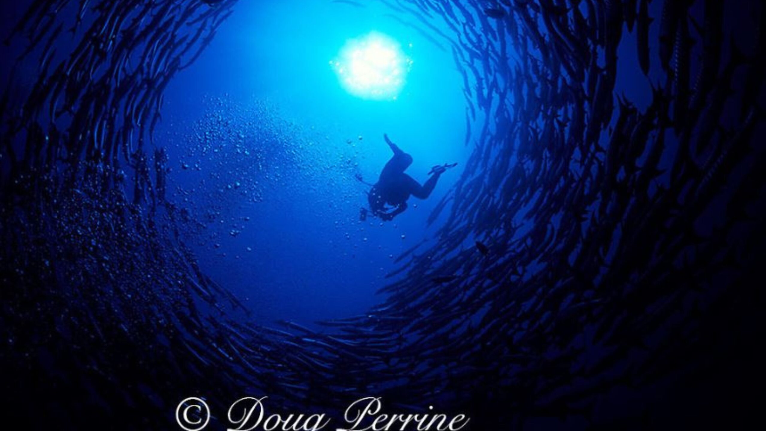 Doug Perrine diving with shoal