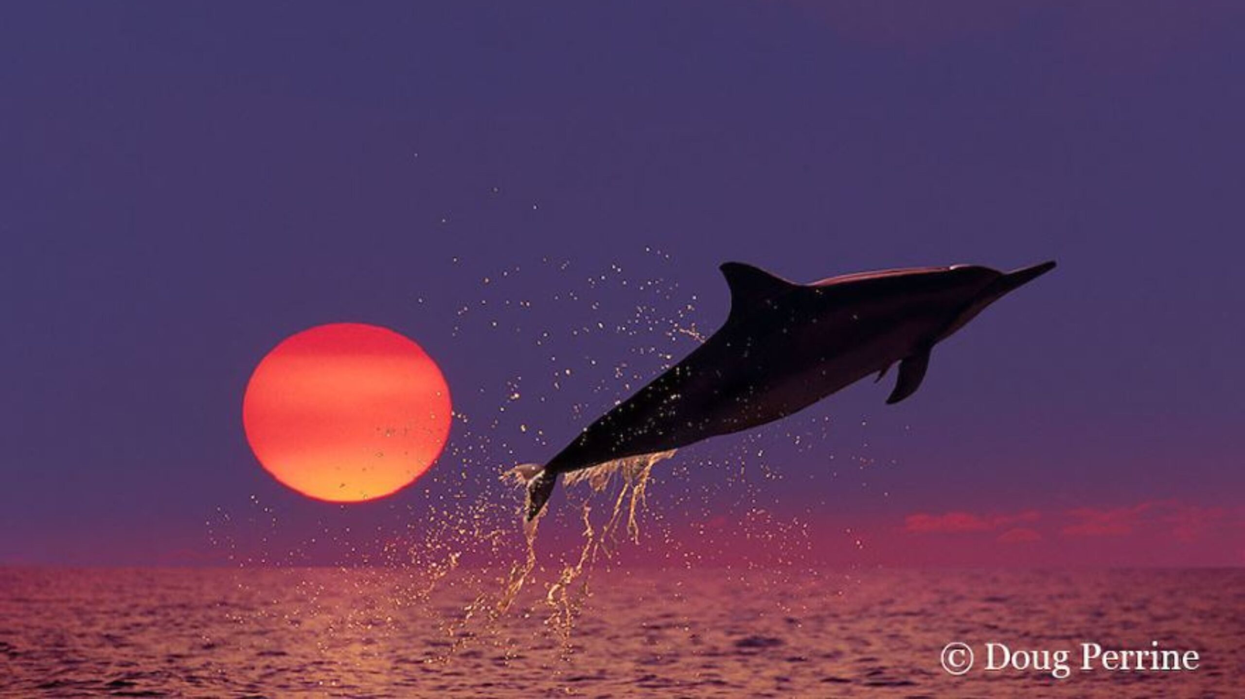 Dolphin Flying in the Air by Doug Perrine