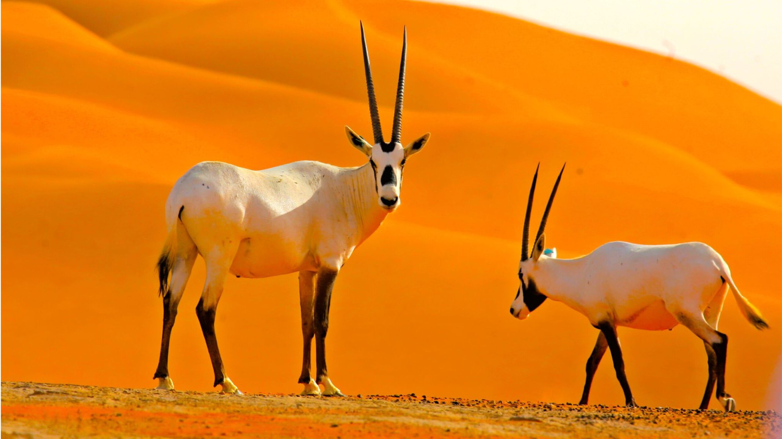 ARABIA UNTAMED 3