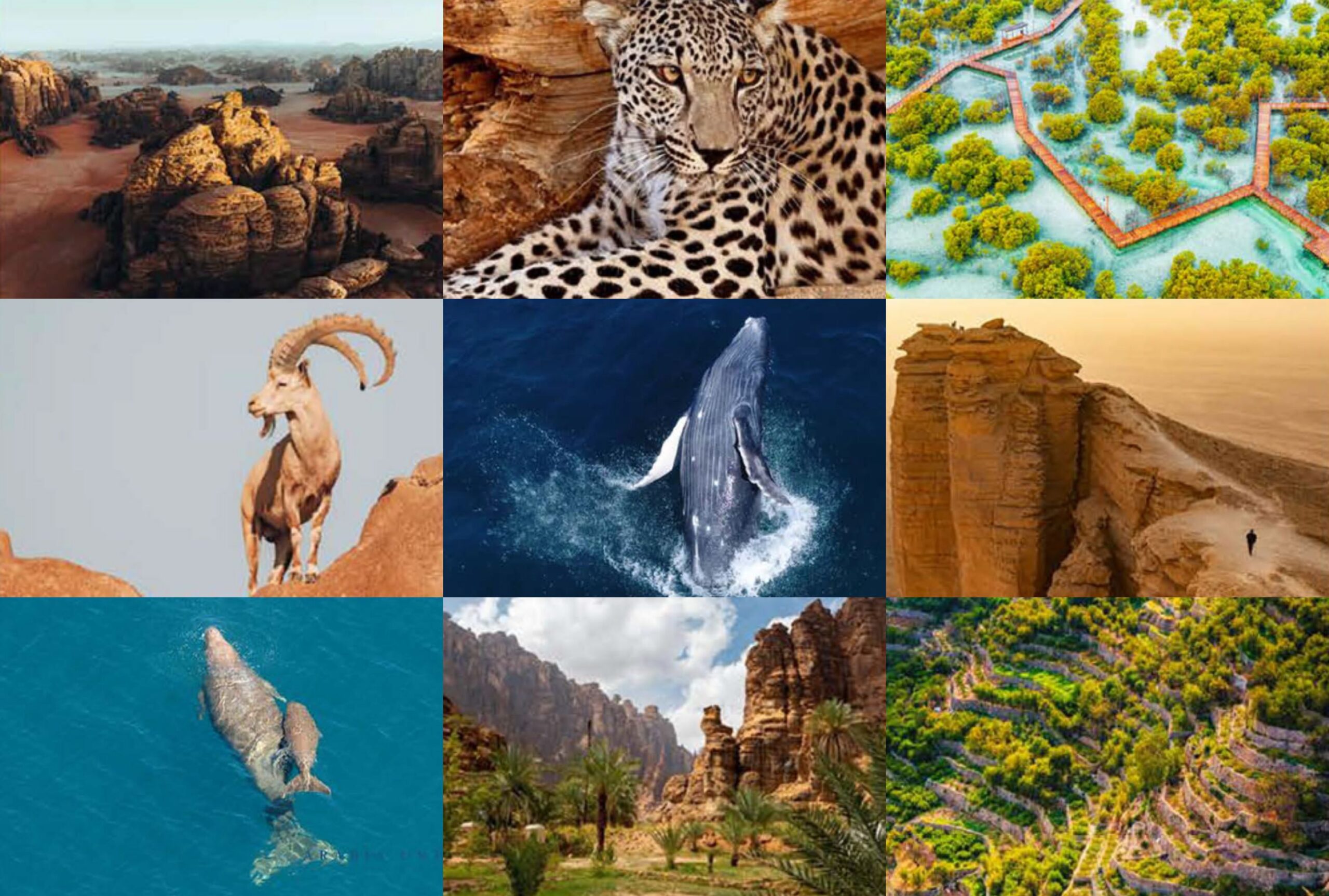 ARABIA UNTAMED 2