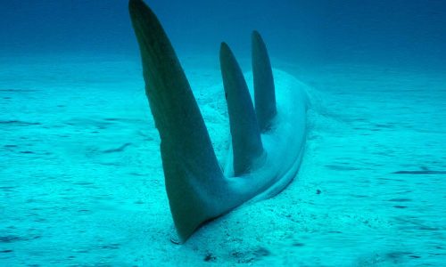 3 Sailed Triangle or a Shovel Nose Ray?